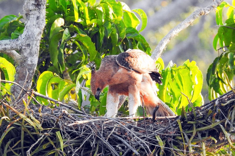 Malang Selatan Kaya Biodiversitas, Ancaman Perburuan dan Alih Fungsi Lahan Jadi Sorotan