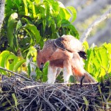 Malang Selatan Kaya Biodiversitas, Ancaman Perburuan dan Alih Fungsi Lahan Jadi Sorotan