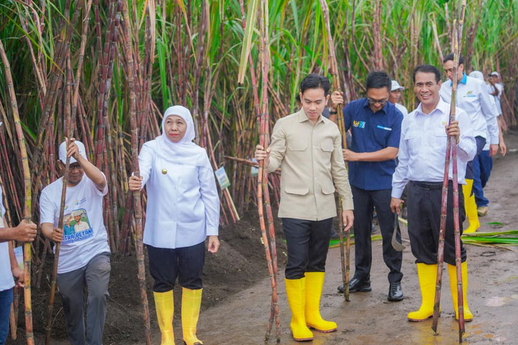 Kontributor Gula Nasional, Gubernur Khofifah Dampingi Wapres Gibran Panen Tebu di Jatim