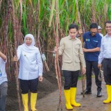 Kontributor Gula Nasional, Gubernur Khofifah Dampingi Wapres Gibran Panen Tebu di Jatim