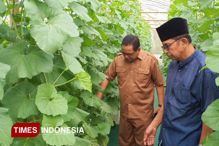 Desa di Gresik Berhasil Budidaya Melon, Bakal Dijual di Toko Modern