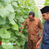 Desa di Gresik Berhasil Budidaya Melon, Bakal Dijual di Toko Modern