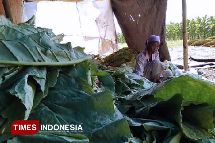Was-Was Hadapi PP 28/2024, Dinas Pertanian Probolinggo Bekali Petani Tembakau
