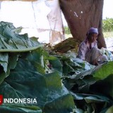 Was-Was Hadapi PP 28/2024, Dinas Pertanian Probolinggo Bekali Petani Tembakau