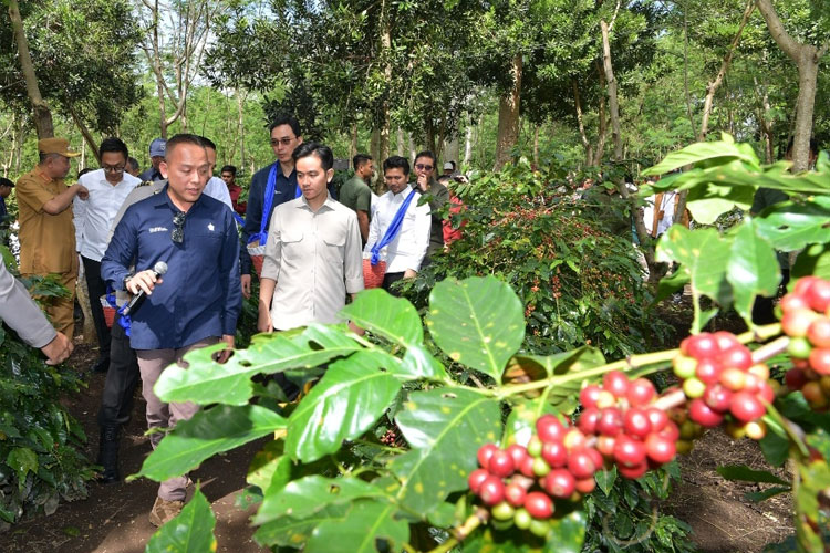 Wapres Gibran Minta Branding Kopi Bondowoso Terus Diperkuat