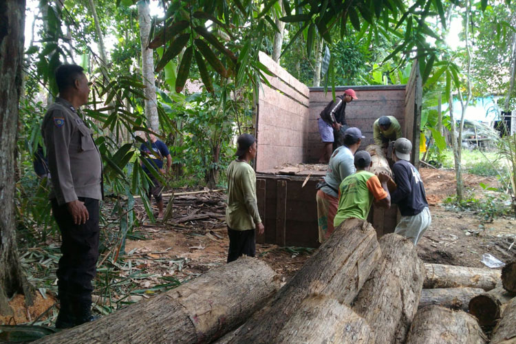 Tangkap Dua Warga Banyuwangi, Polisi Sita Puluhan Batang Kayu Jati Ilegal