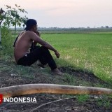 Melihat Lumbung Padi di Gresik: Petani Panen Tiga Kali, Produktivitas Capai 6,5 Ton