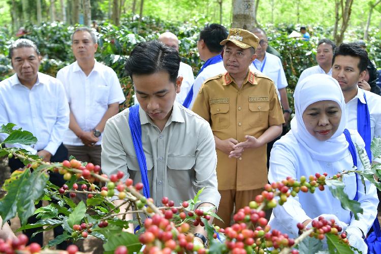 Dari Lereng Ijen Bondowoso, PTPN I Siap Bangkitkan Kejayaan Kopi Nasional Lewat Ekspansi dan Hilirisasi