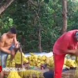 Cerita Rokok Lokal Probolinggo, Ibarat Ayam Mati di Lumbung Padi