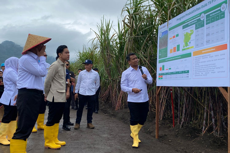 Wapres Panen Tebu di HGU PG Glenmore PT SGN, Dukung Percepatan Swasembada Gula