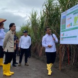 Wapres Panen Tebu di HGU PG Glenmore PT SGN, Dukung Percepatan Swasembada Gula
