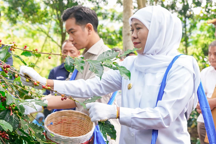 Panen Raya Kopi Bersama Wapres, Gubernur Khofifah Kenalkan Communal Branding