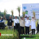 Melalui Padi Biofortifikasi Sunwangi, Angkat Kesehatan dan Ekonomi Warga Banyuwangi