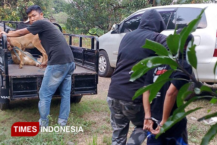 Tak Kapok! Residivis Curi Domba di Majalengka, Baru Bebas Langsung Ditangkap Lagi