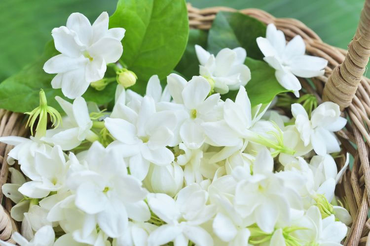 Bunga Melati (Foto: Shutterstock)