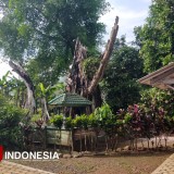 Grebeg Tumpeng dan Khaul Mbah Patra Manggala, Warisan Luhur dari Desa Batuagung Tegal