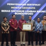 Beras Sintanur Bondowoso Peroleh Sertifikat Indikasi Geografis