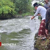Kembalikan Ekosistem Asli, Bupati Jember Fawait Tebar Ribuan Benih Ikan ke Sungai Silo