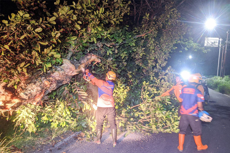 Angin Kencang Tumbangkan Pohon, BPBD Bondowoso Minta Warga Waspada