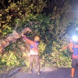 Angin Kencang Tumbangkan Pohon, BPBD Bondowoso Minta Warga Waspada