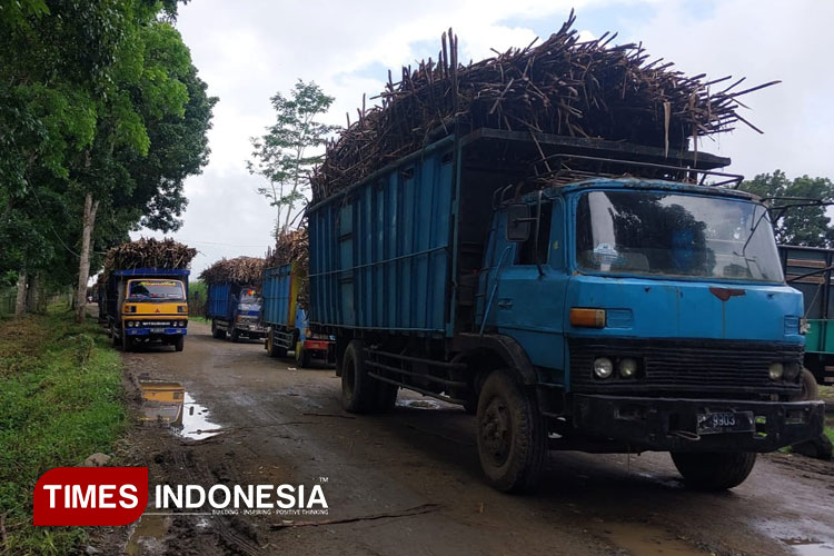 Jalan di Blokade Sopir Truk, 3 Hari Pabrik Gula Glenmore Banyuwangi Stop Giling