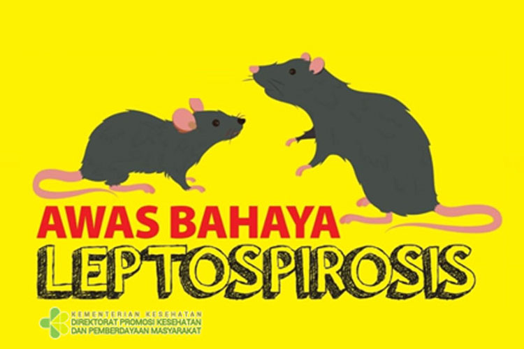 Waspada Ancaman Tikus, Leptospirosis dan Hantavirus Renggut Korban di Kota Yogyakarta