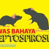Waspada Ancaman Tikus, Leptospirosis dan Hantavirus Renggut Korban di Kota Yogyakarta