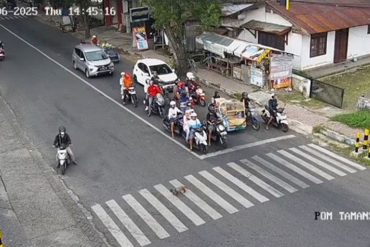 Aksi Lucu Kucing Tertib Lalu Lintas di Bondowoso Tuai Sorotan