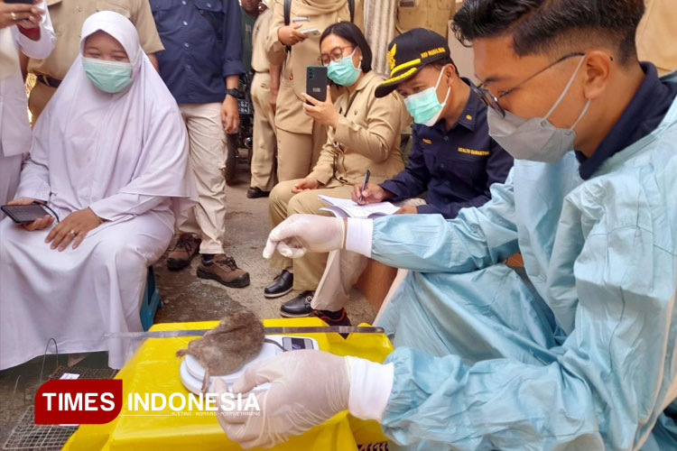 Kasus Leptospirosis di Bondowoso Meningkat, Dua Korban Meninggal Dunia