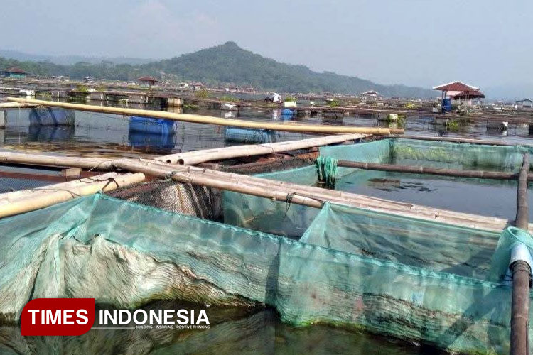 Disebut Menteri KKP Mengandung Merkuri, Harga Jual Ikan di Waduk Cirata Anjlok