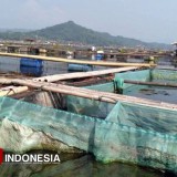 Disebut Menteri KKP Mengandung Merkuri, Harga Jual Ikan di Waduk Cirata Anjlok