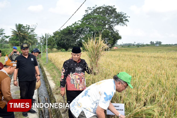 300 Hektare Lahan Padi Petani Terancam Tikus, Pemkab Malang Dorong Rubuha Jadi Solusi