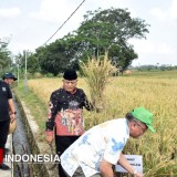 300 Hektare Lahan Padi Petani Terancam Tikus, Pemkab Malang Dorong Rubuha Jadi Solusi
