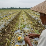 Jumlah dan Kualitas Panen Menurun, Petani Melon di Jatim Ratapi Nasib