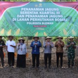 Bupati Sleman dan Polresta Tanam Jagung Serentak Dukung Swasembada Pangan 2025