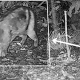 Peneliti UNP Temukan Kelinci Belang Sumatra yang Langka di Hutan Konservasi Sumbar