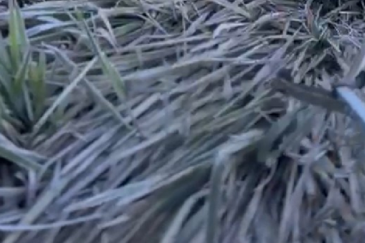 Embun Es Selimuti Lautan Pasir Gunung Bromo
