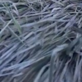 Embun Es Selimuti Lautan Pasir Gunung Bromo