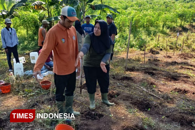 Perumda Panglungan Bangkit: Gaji Lunas Dibayar, Tembakau dan Semangka Jadi Andalan