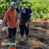 Perumda Panglungan Bangkit: Gaji Lunas Dibayar, Tembakau dan Semangka Jadi Andalan