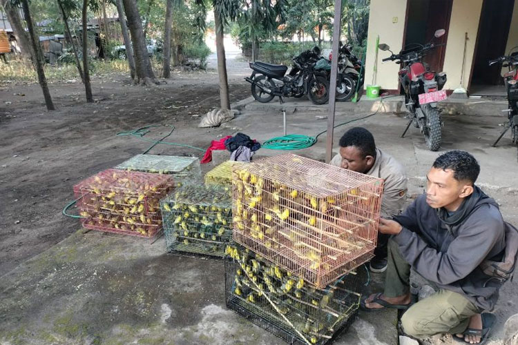 Sejumlah burung Pleci Kacamata Jawa saat digagalkan pengirimannya di Maumere, Kabupaten Sikka. (Foto: ANTARA/Ho-BBKSDA NTT)