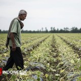 Cuaca Tak Menentu dan Serangan Virus Ancam Produksi Melon di Jatim