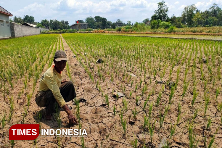 Kemarau Basah, Pakar UGM: Ada Dampak Positif dan Negatif Bagi Petani