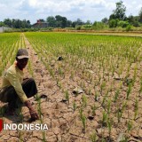 Kemarau Basah, Pakar UGM: Ada Dampak Positif dan Negatif Bagi Petani