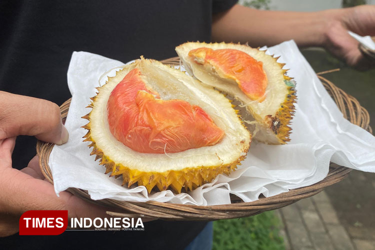 Duriah Merah Banyuwangi yang diajukan permohonan hak paten Indikasi Geografis ke DJKI Kemenkumham. (Foto: Fazar Dimas/TIMES Indonesia).