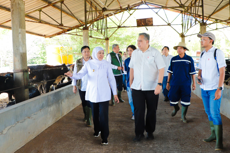 Datangkan 1.080 Ekor Sapi Perah dari Australia, Gubernur Khofifah Optimis Produksi Susu Meningkat