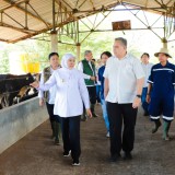 Datangkan 1.080 Ekor Sapi Perah dari Australia, Gubernur Khofifah Optimis Produksi Susu Meningkat