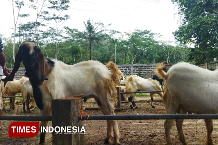 Harga Kambing di Pacitan Anjlok, Pedagang Mengeluh Sepi Pembeli Meski Pasar Ramai