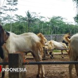 Harga Kambing di Pacitan Anjlok, Pedagang Mengeluh Sepi Pembeli Meski Pasar Ramai