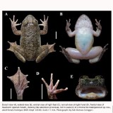 Katak Bertaring Misterius dari Hutan Borneo Ditemukan BRIN!